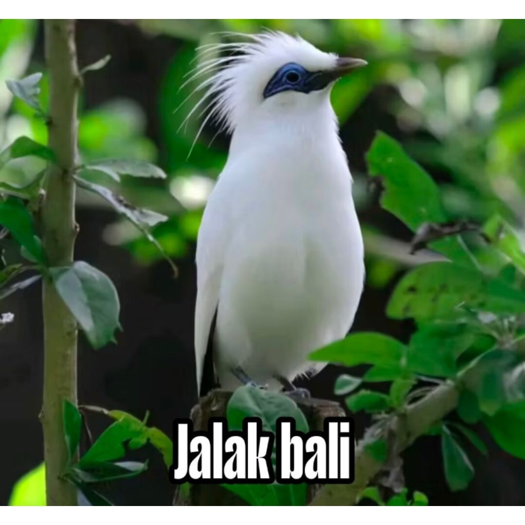 

Telur fertil siap tetas jalak bali garansi sampai menetas