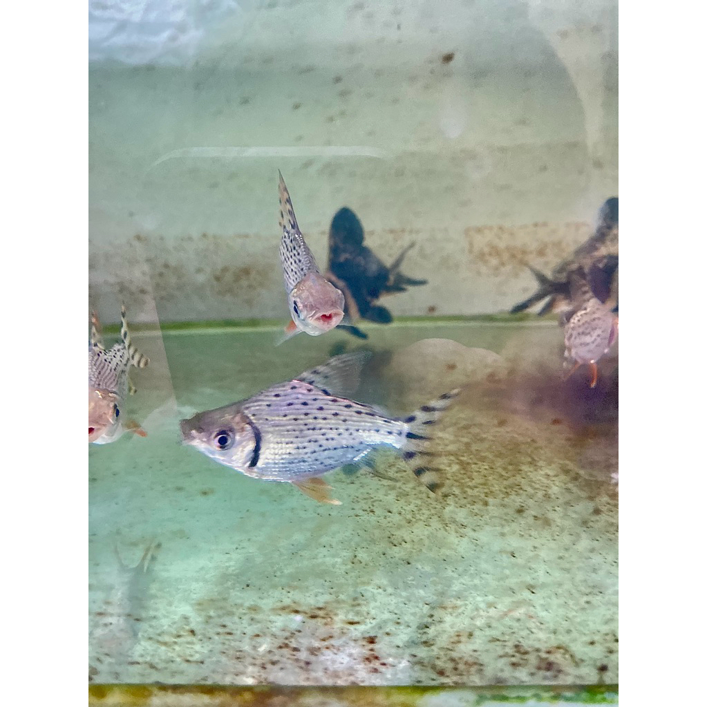 ikan rff ssb / red feifeng semi short body / size 13up