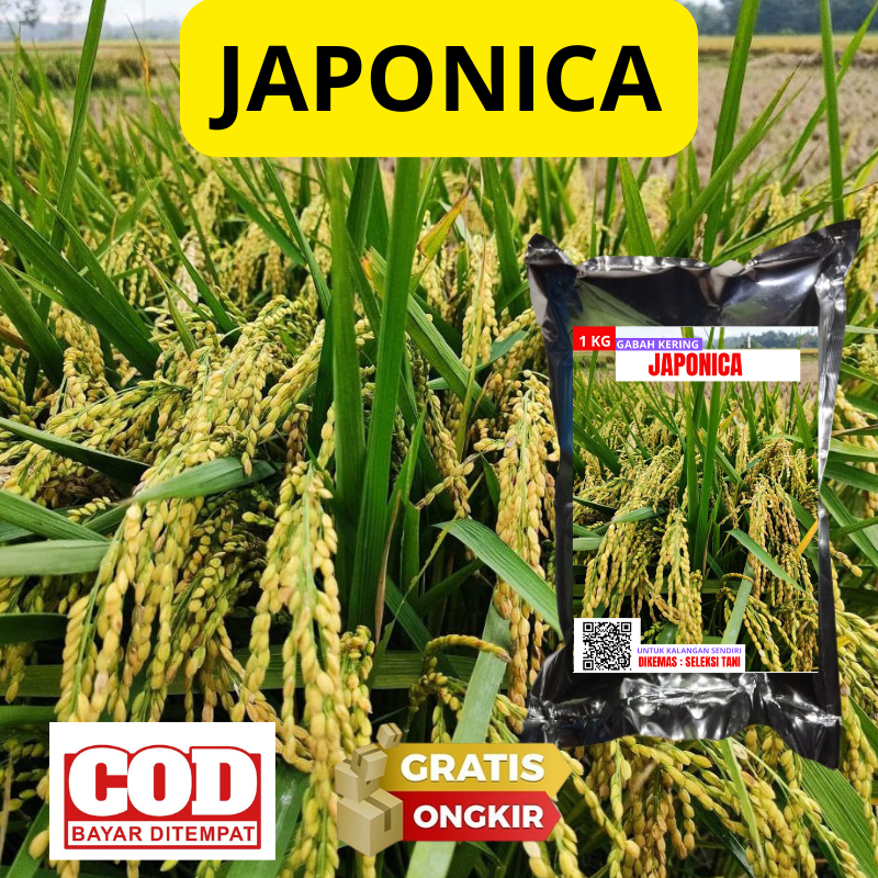 BENIH BIBIT UNGUL JAPONICA ORIGINAL 1KG benih padi premium japonica