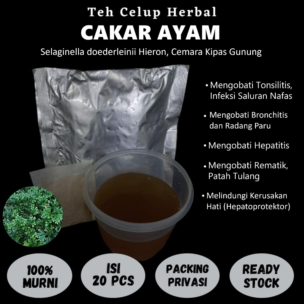 

Teh Celup Herbal CAKAR AYAM Mengobati Tonsilitis Bronchitis Radang Paru Rematik Hepatitis Diare