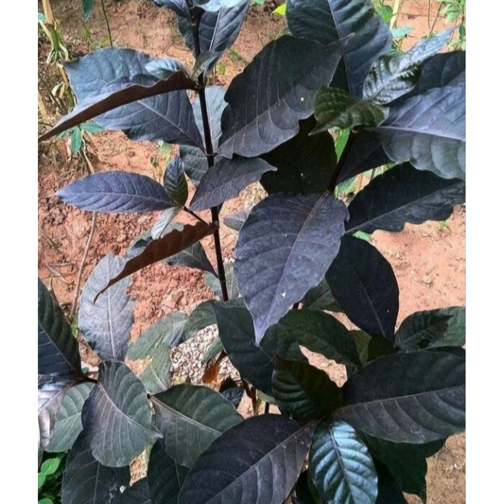 

Daun puding hitam asli organik berat 100gr rempah nusantara