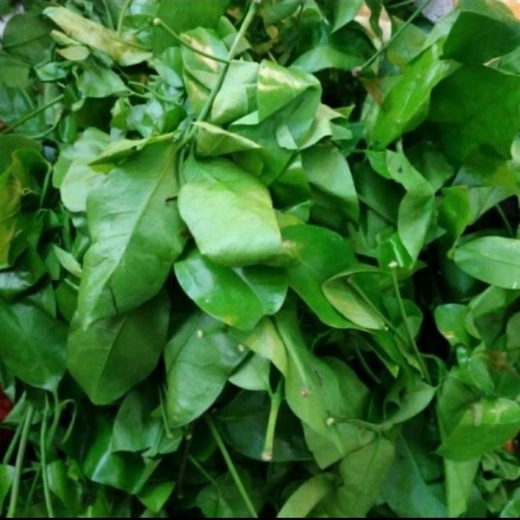 

Daun melinjo per 100gr