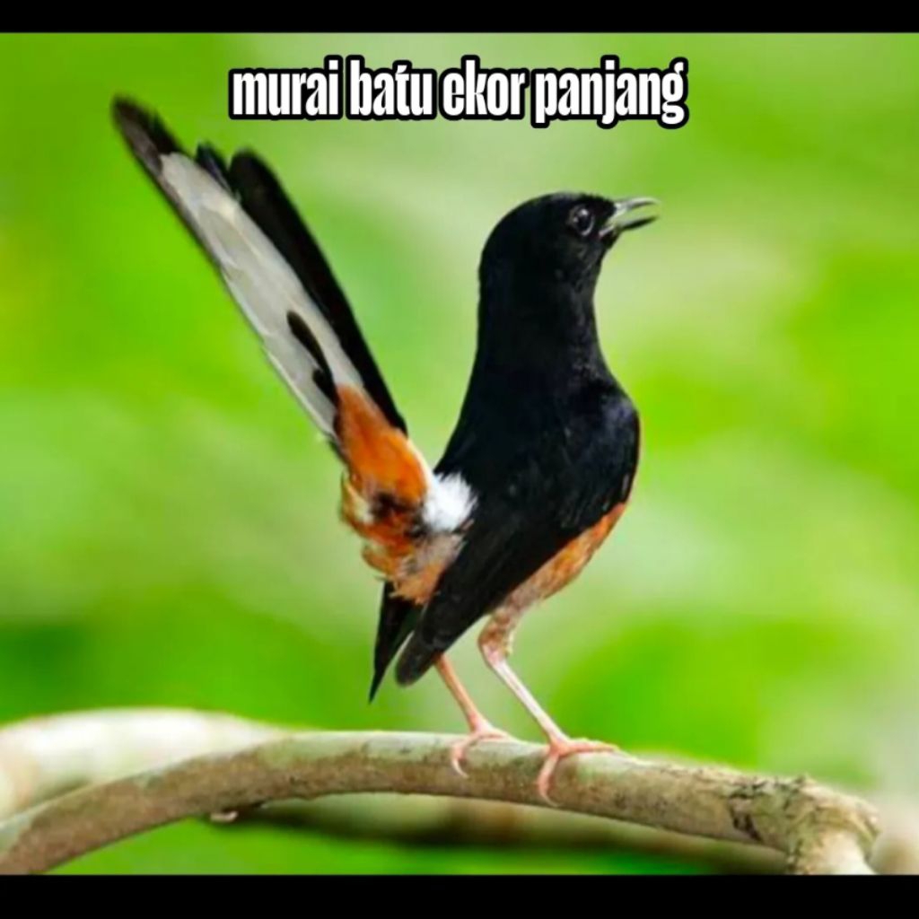 

Telur fertil siap tetas murai batu ekor panjang istimewa 100% menetas