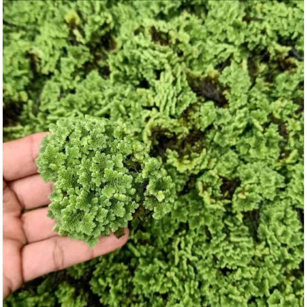 Bibit Azola pakan ternak 3kg