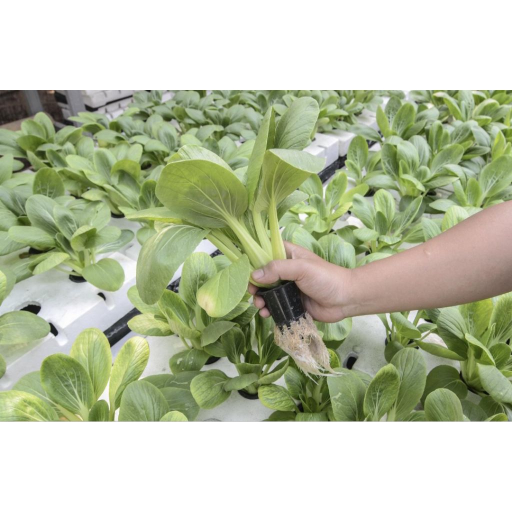 

Sayuran Segar pokcoy dan SAWI 1kg HARGA TERJANGKAU