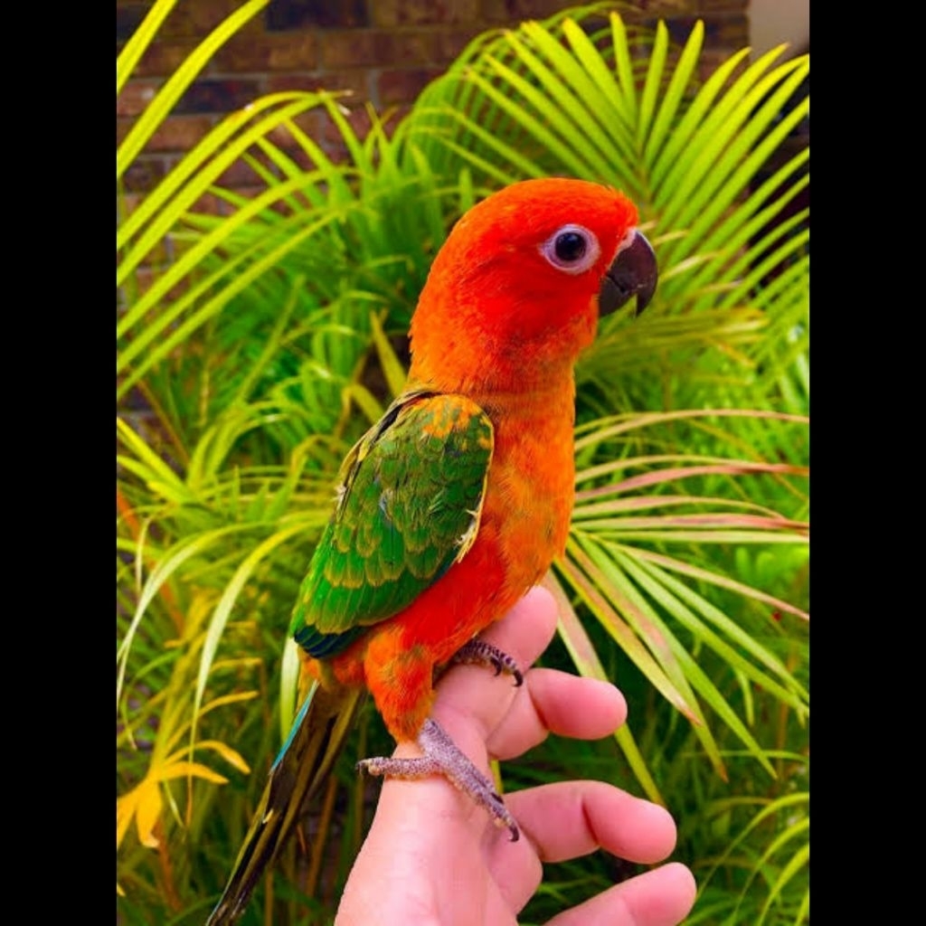 

TELUR FERTIL BURUNG SUN CONURE SIAP TETAS