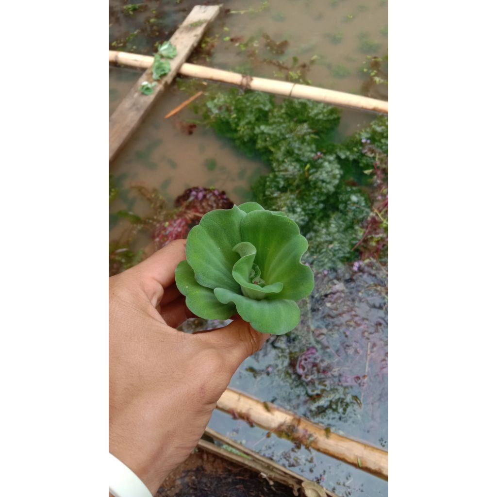 Tanaman Ampung apu apu,kapu² mawar kolam ikan