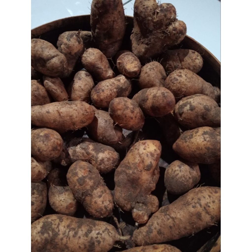 

umbi mbili Wonogiri 500 gr