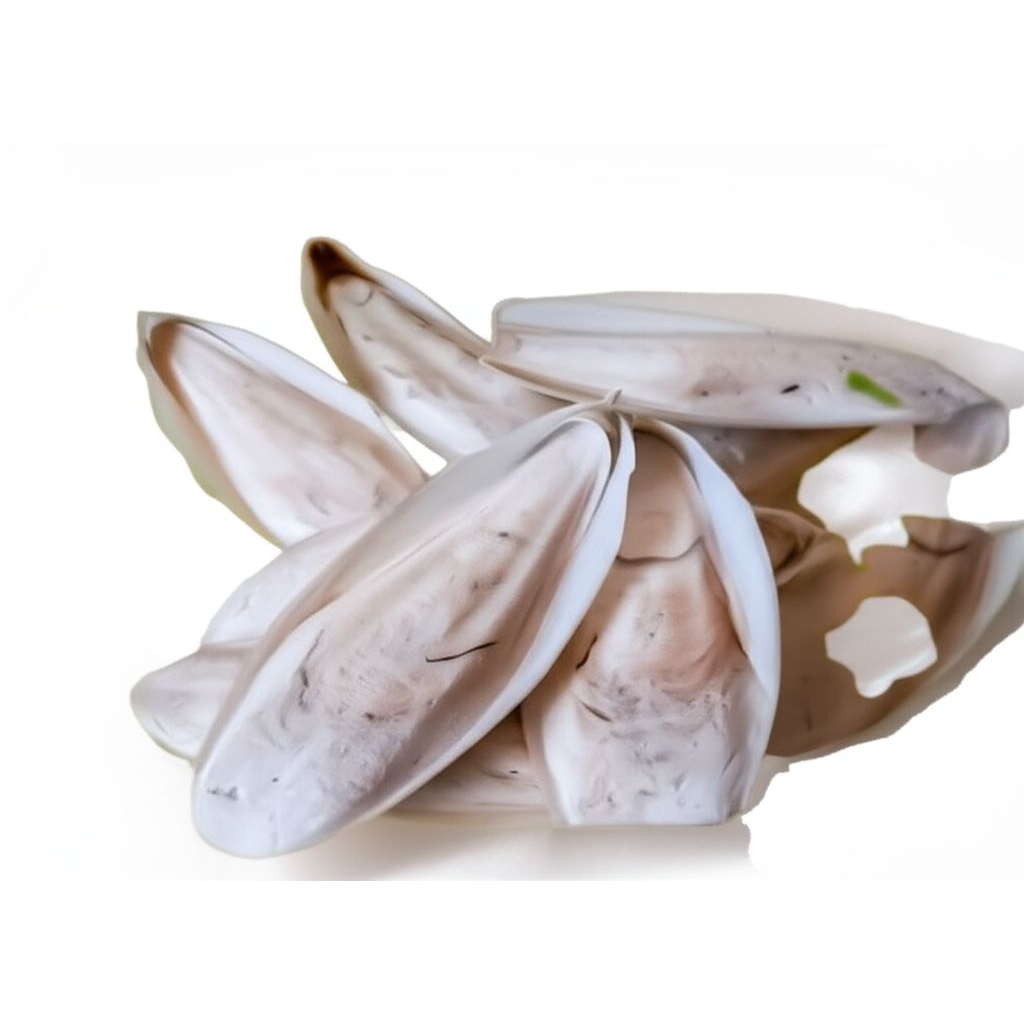 Tulang sotong Cumi Asli |Pakan Tambahan  burung termurah