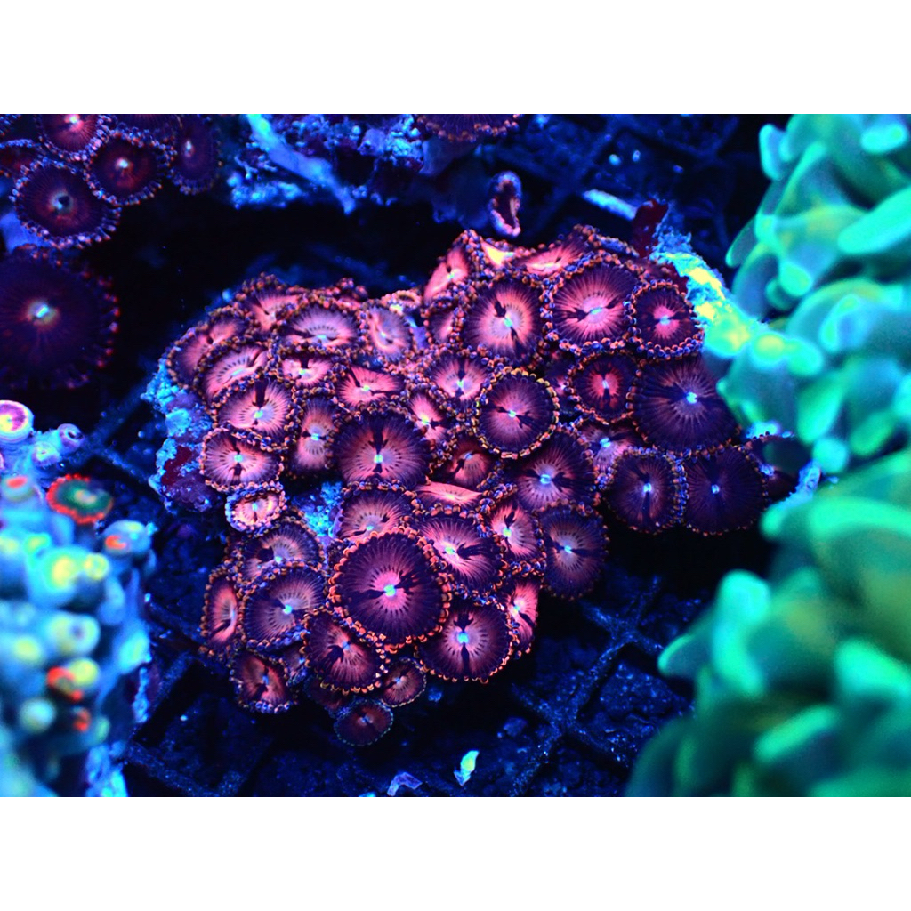 zoa koloni wysiwyg hiasan aquarium