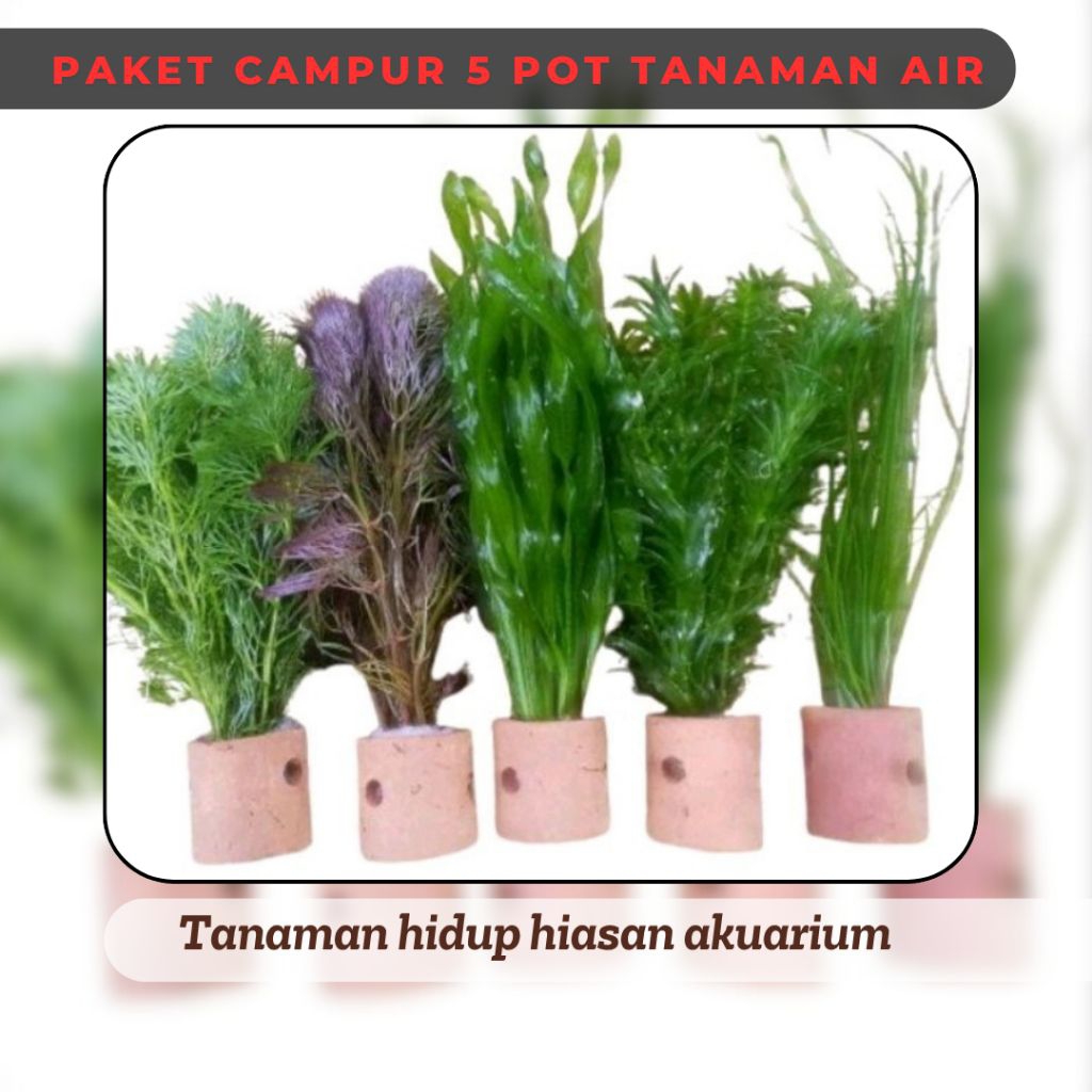 Paket tanaman air tanaman aquascape hiasan akuarium