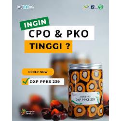 kecambah sawit simalungun unggul