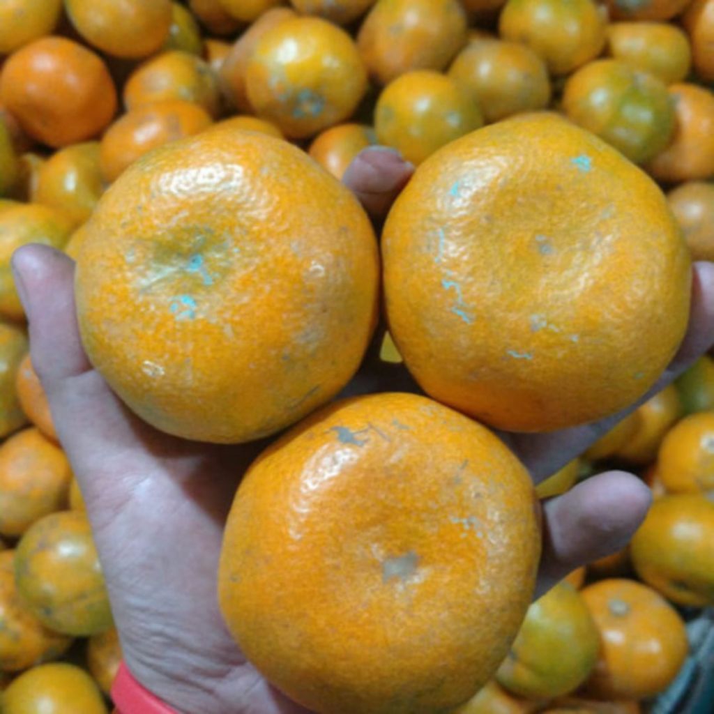 

jeruk Medan