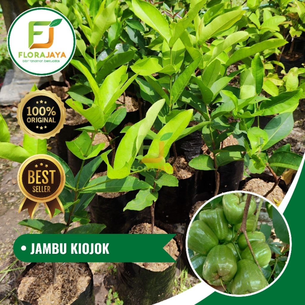 BIBIT JAMBU AIR KIOJOK OKULASI
