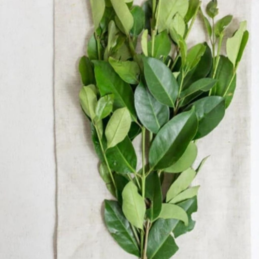 

daun salam segar per 500gram