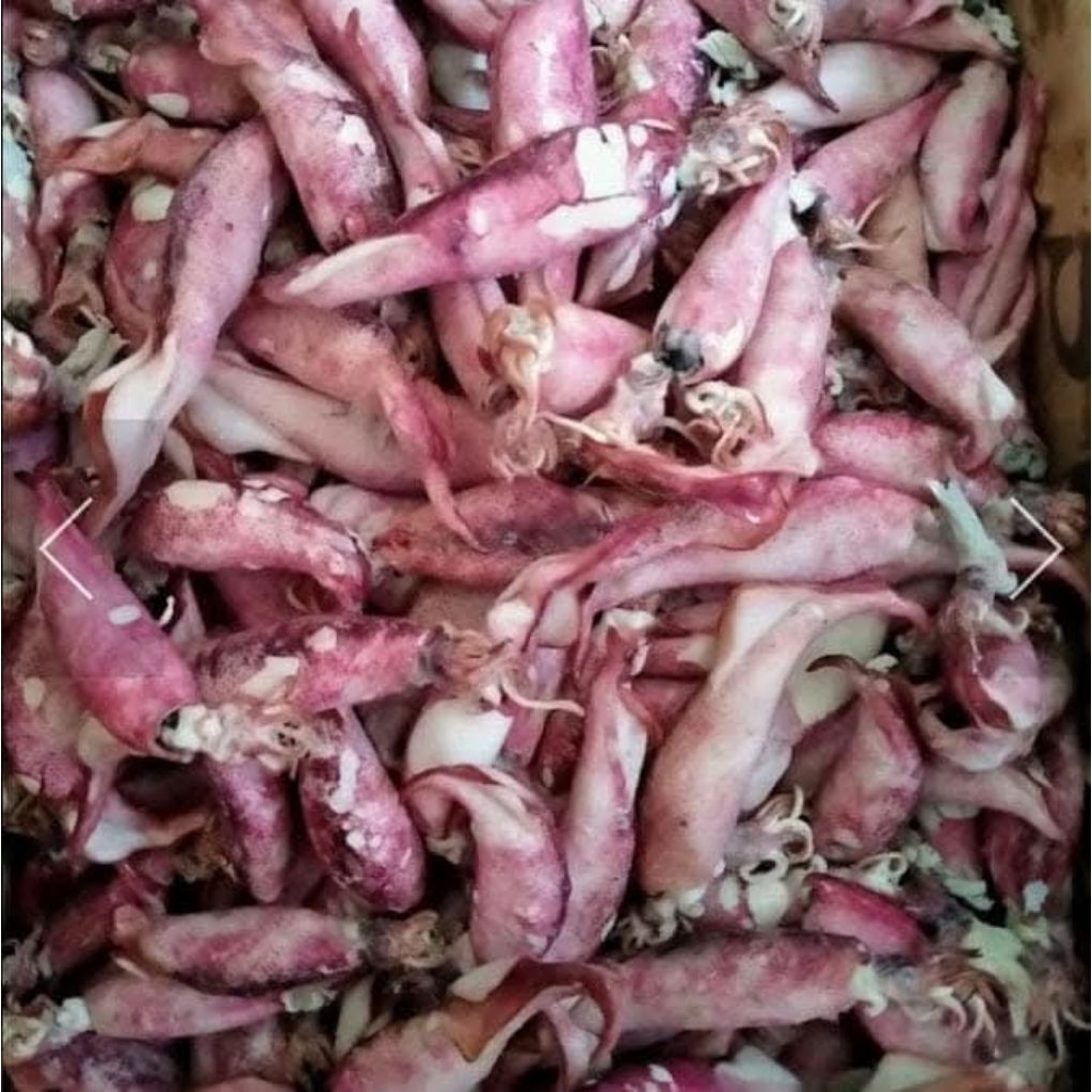 

CUMI REBUS / CUMI MONTOK