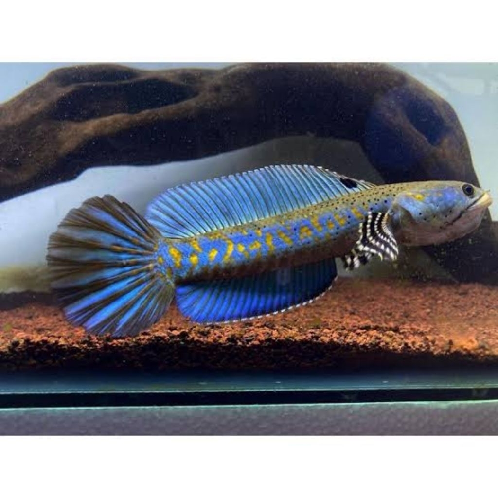 Mainan blue pulchra 10-13cm hehehe