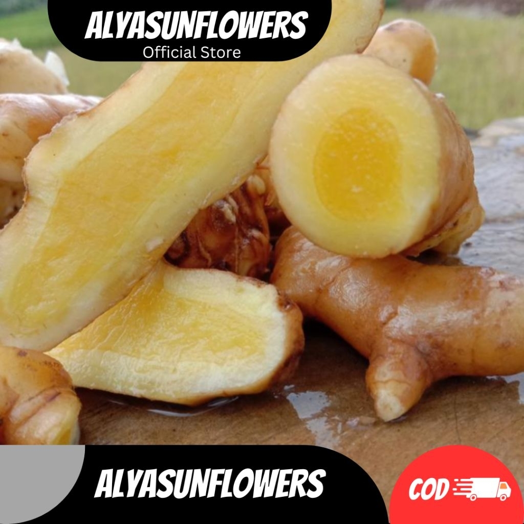 

KUNYIT MANGGA ATAU TEMU MANGGA CURCUMA MANGGA SEGAR FRESH