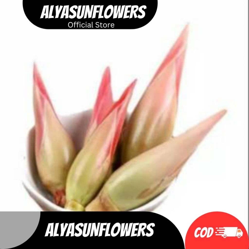 

BUNGA KINCUNG KECOMBRANG ROMBEH BUNGA ASAM CEKALA PELENGKAP MASAKAN