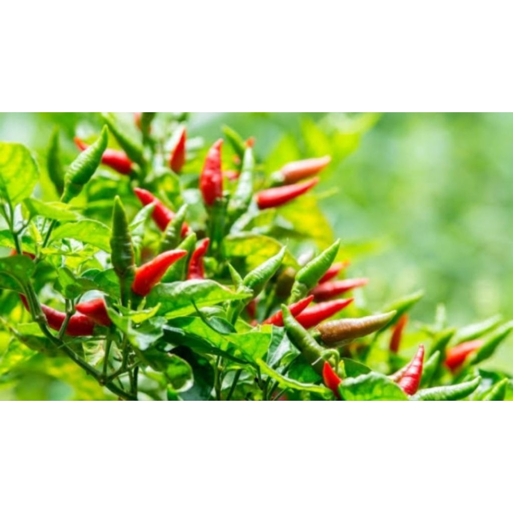 _Adudushop Pupuk Organik Cair Cabai Nutrisi Organik Cair Cabai Anti Rontok Pelebat Tanaman Cabai