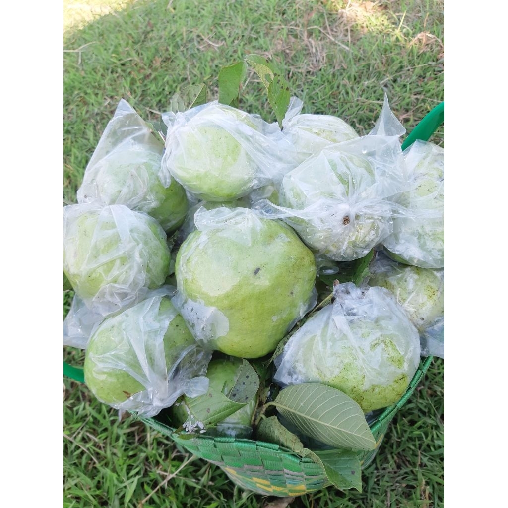 

Jambu Kristal Segar Fresh Kebumen Tanpa Pemanis Buatan