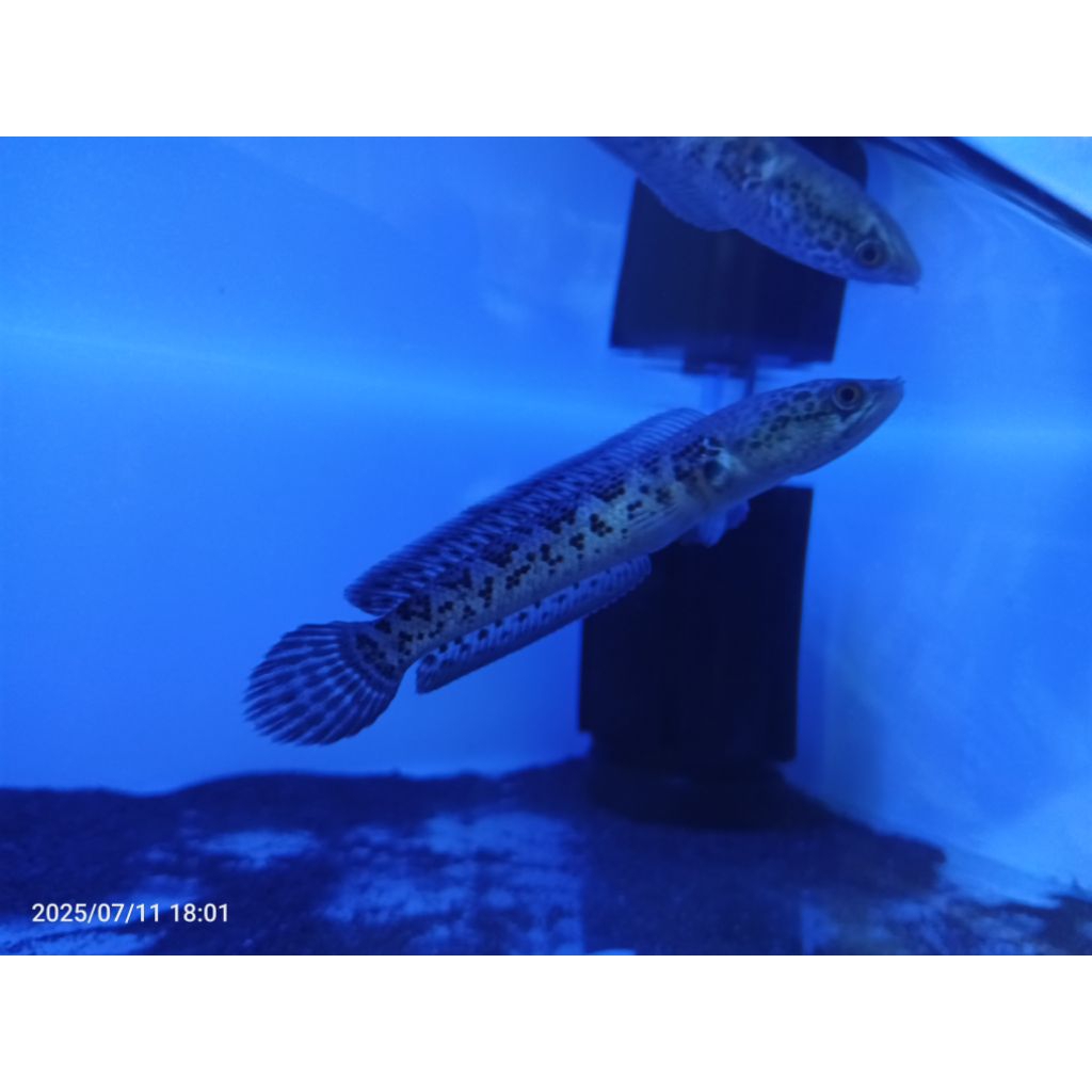 box isi ikan channa auranti