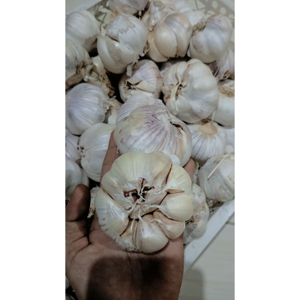 

bawang putih