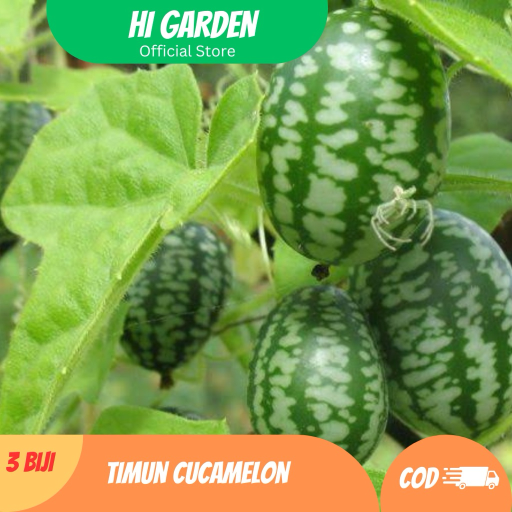 3 Biji Benih Timun Cucamelon – Timun Mini Rasa Lemon, Unik & Segar