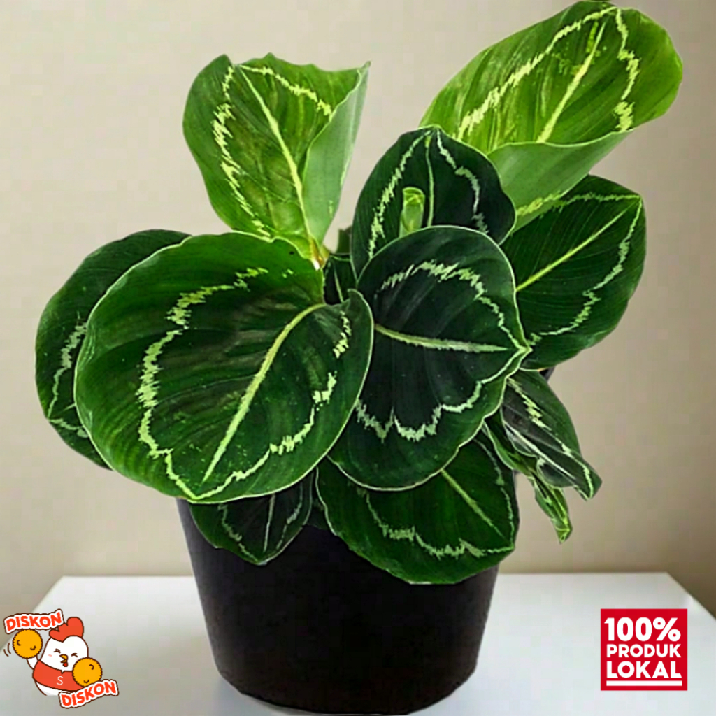 Tanaman Calathea Green Lipstick Penghias Ruangan Alami|Tanaman hidup