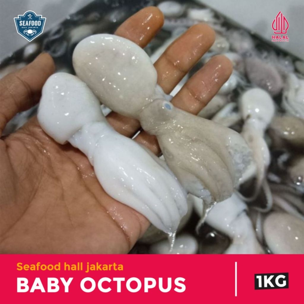 

Baby Octopus Bersih Siap Masak 500gram/1kg