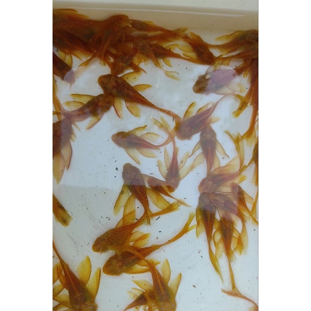 Brushmouth Albino Slayer 7 cm / Pleco L144 albino slayer