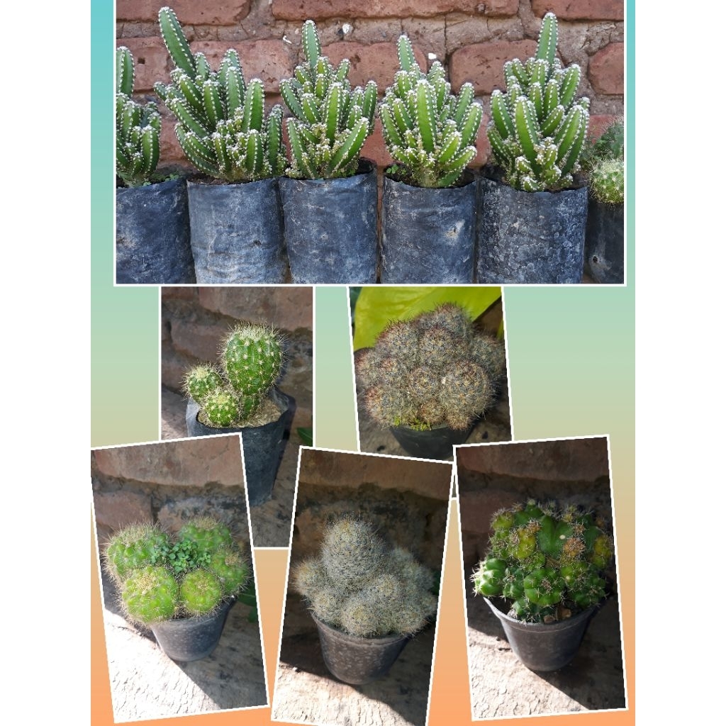 Tanaman hias KAKTUS( KAKTUS MINI)