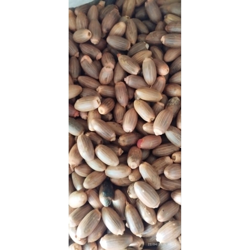 

Melinjo Super Asli Sirih Banten