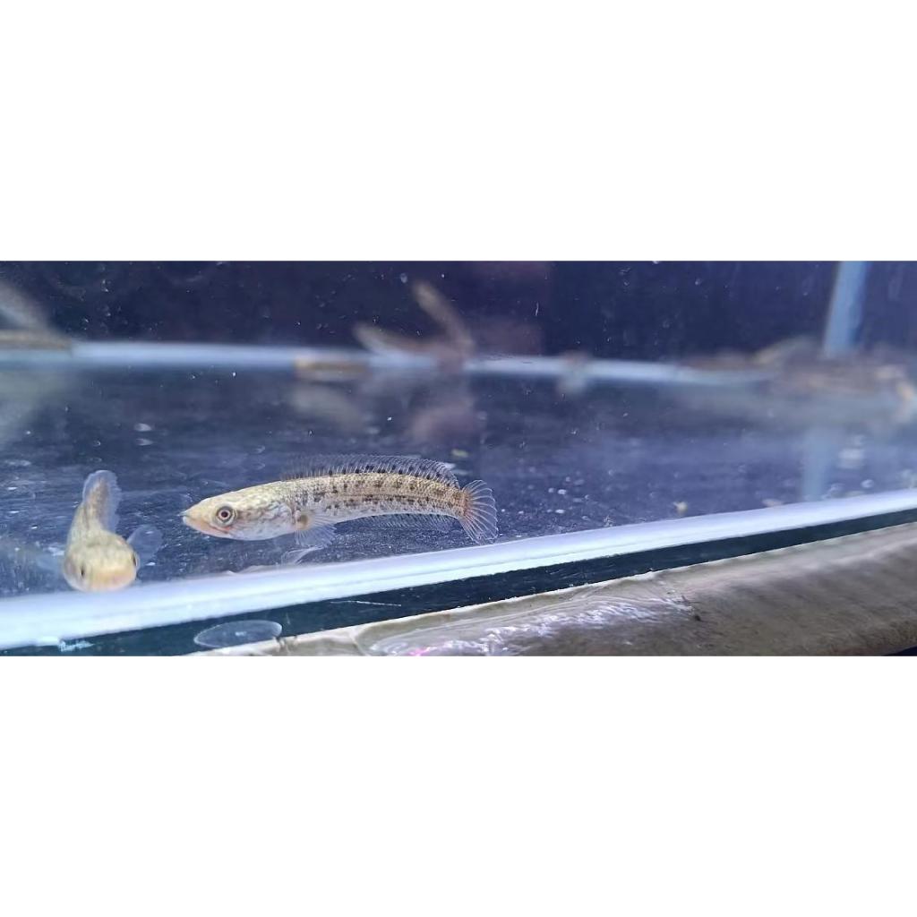 AURANTI CB Grade A++(Singgel Tank)