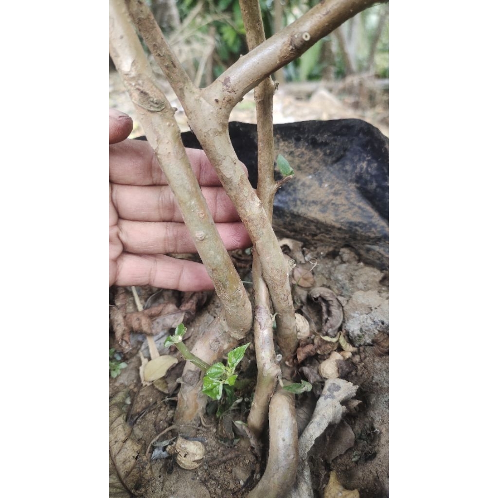 bahan bonsai buah jambu biji merah realpic sesuai gambar