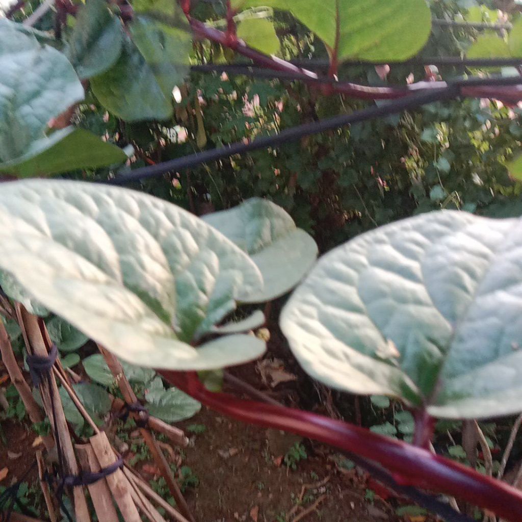 

Daun Binahong merah 100 gram