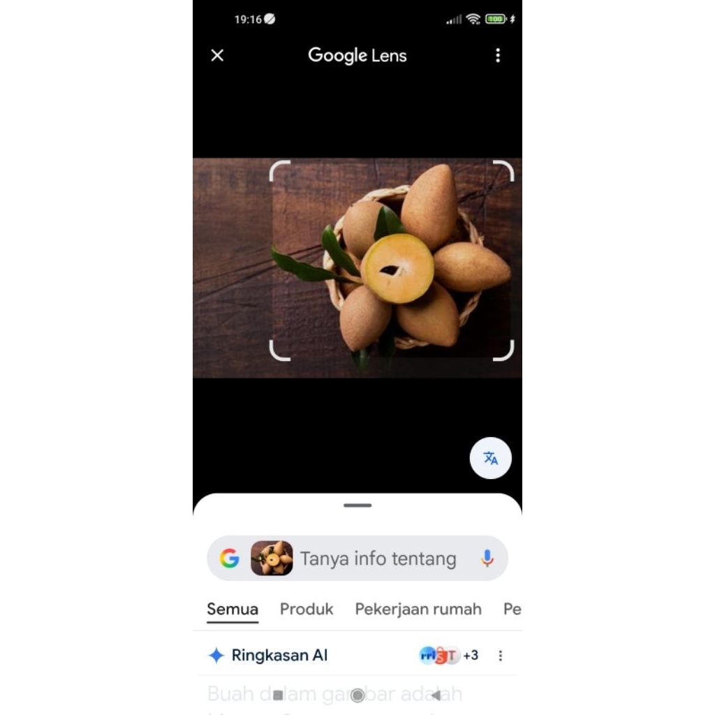 

buah sawo manila siap matang perkilo
