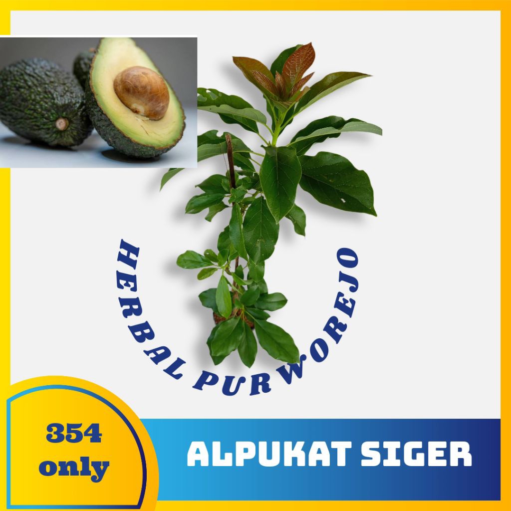 Bibit alpukat siger okulasi - alpukat siger cepat berbuah - alpukat siger asli - alpukat siger origi