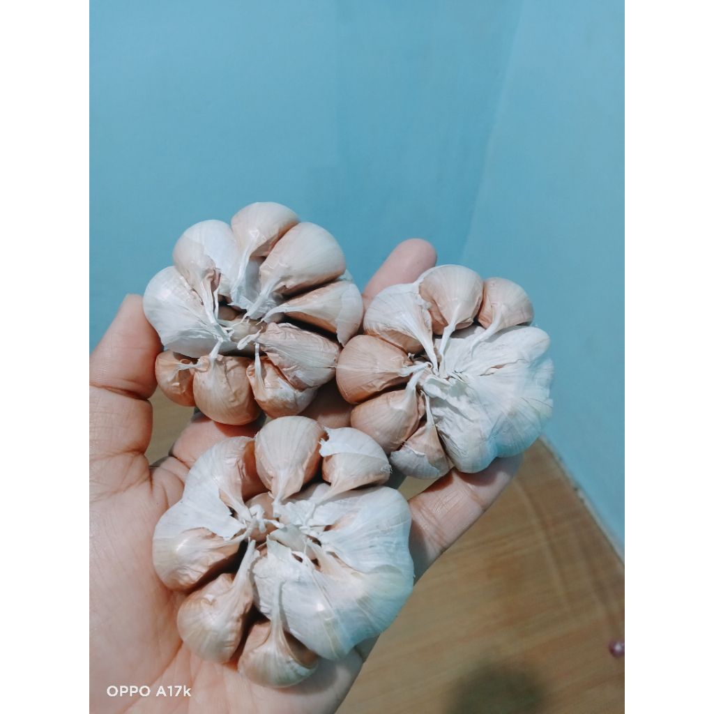 

bawang putih sinco