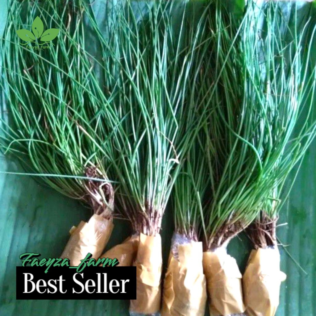 

Bibit kucai/Lokio/bawang batak