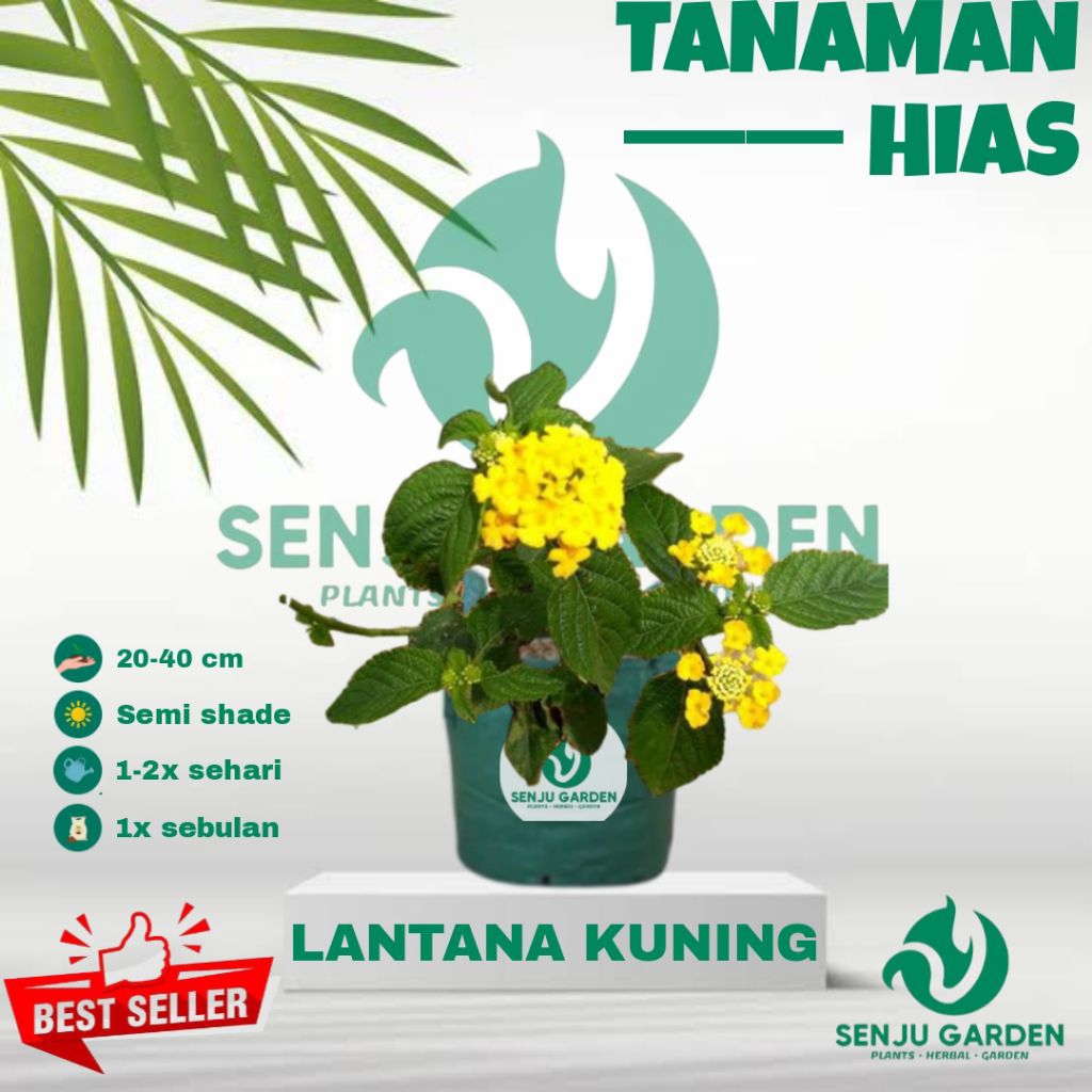 Tanaman hias lantana kuning / bibit tanaman hias hidup centre / lantana kuning centre
