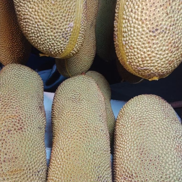 

CEMPEDAK MANIS SATU BUAH
