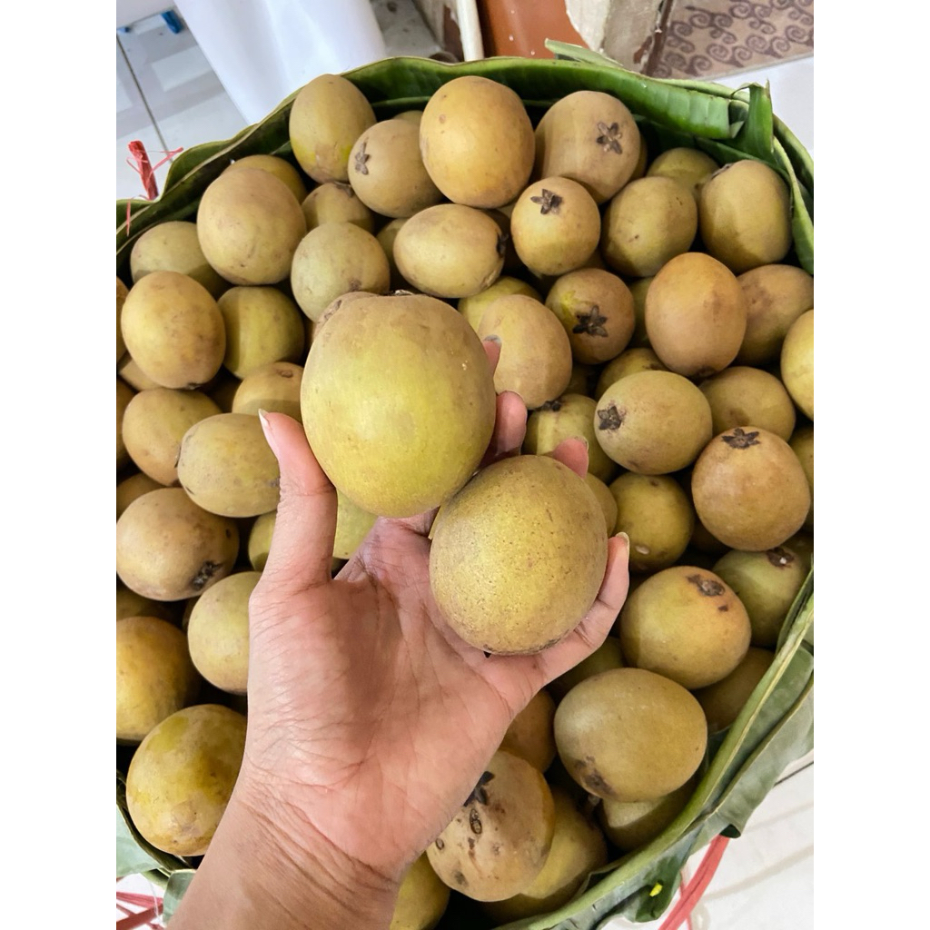 

500gram buah sawo madu / sawo buah fresh per pack