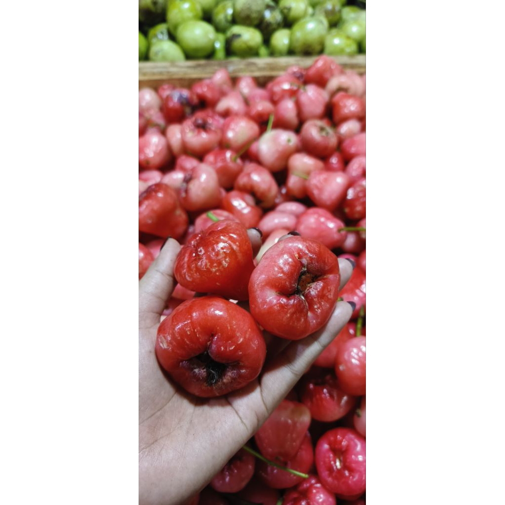 

Jambu Air Rujak 1 Kg