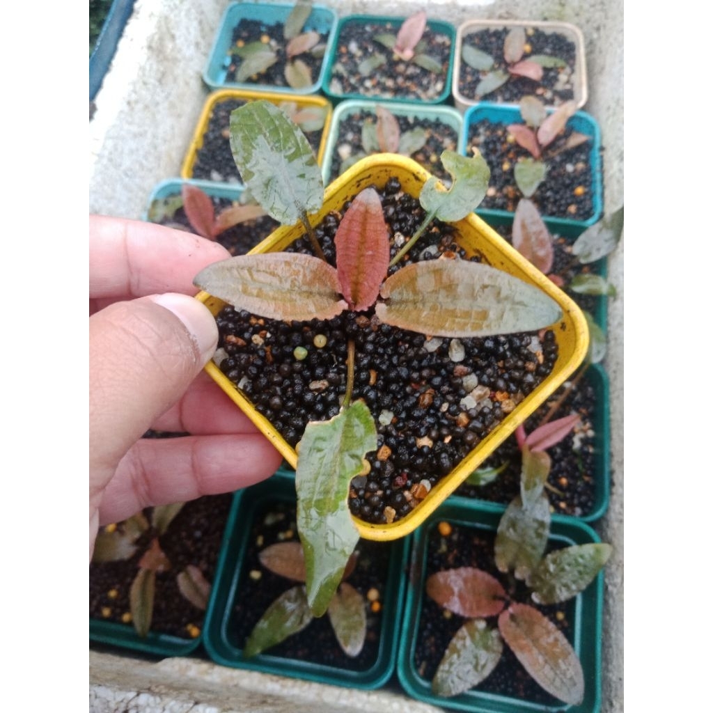 Cryptocoryne Flamingo Pink (Emersed) #cfml008