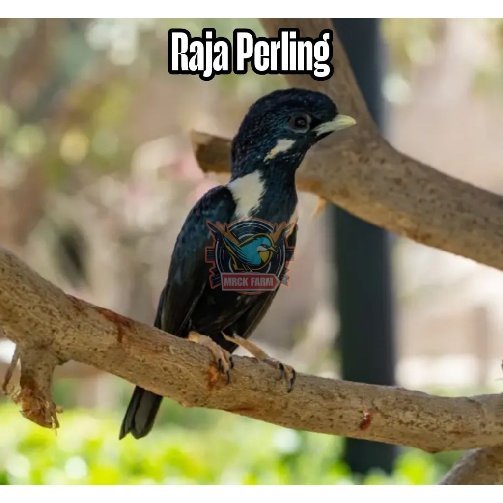 

Telur burung raja perling fertil siap ditetaskan