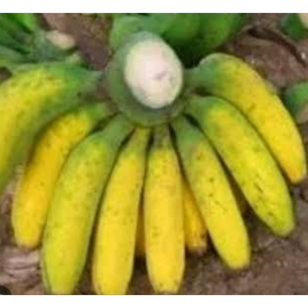 

pisang raja pilihan 1 lirang bppn