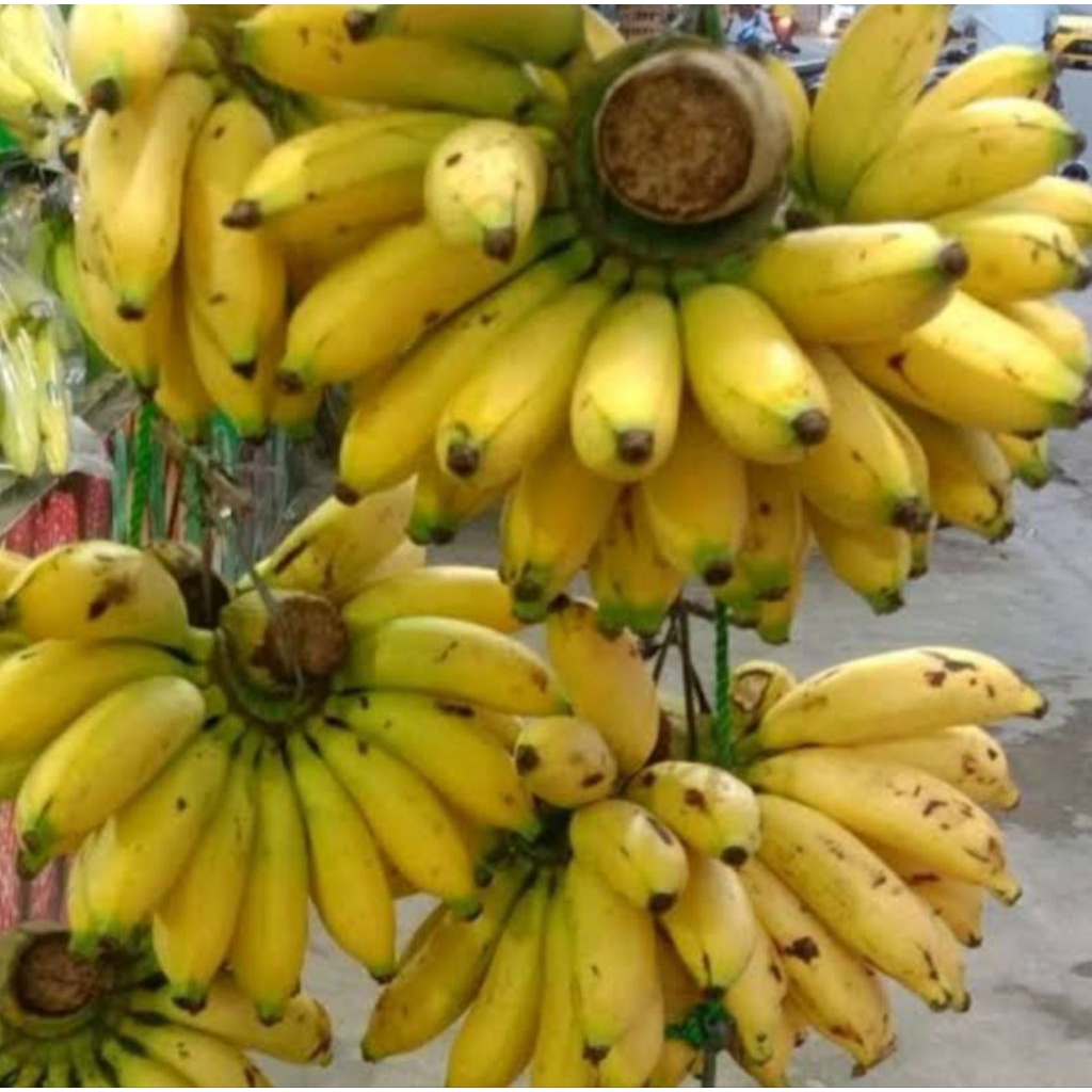 

pisang unyil 1 lirang pilihan bppn