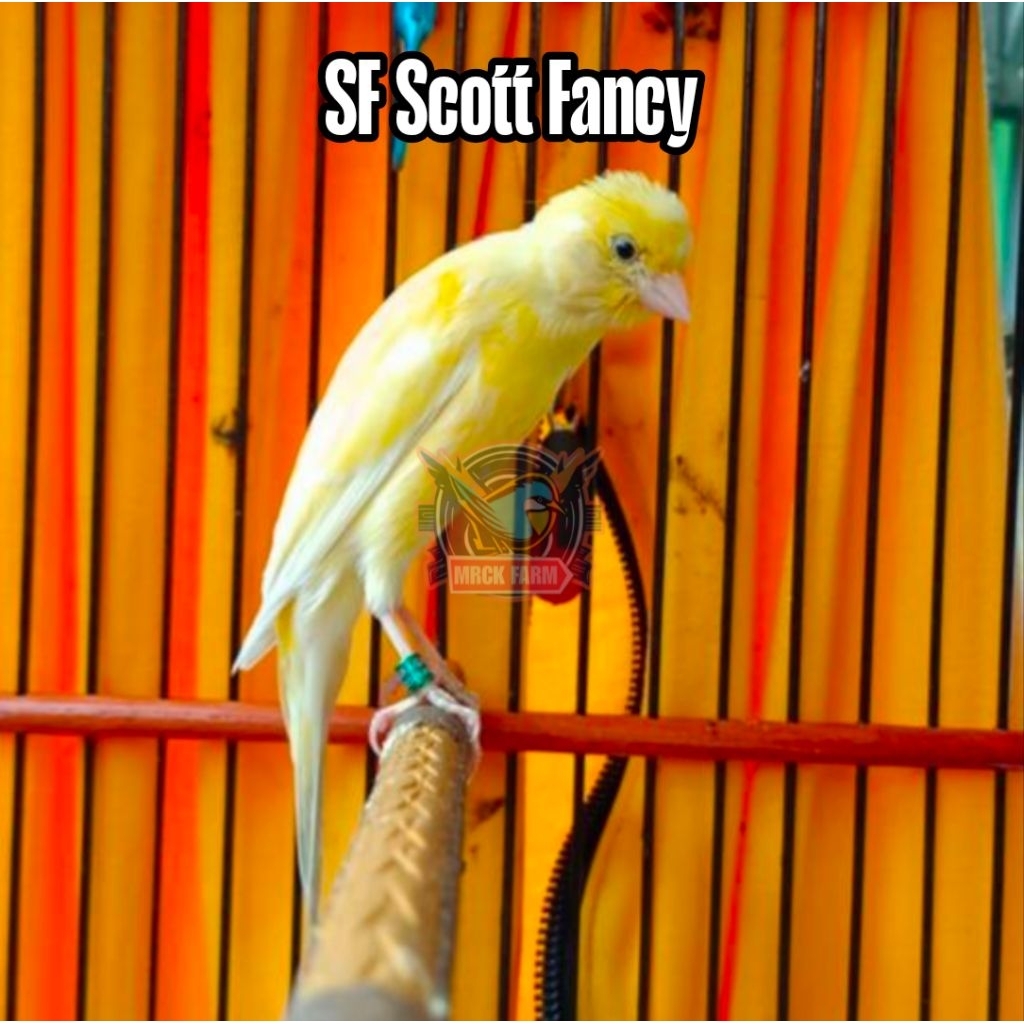 

Telur burung kenari SF Scott Fancy fertil siap ditetaskan