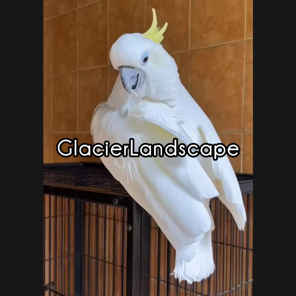 

PROMO!! Telur fertil kakatua jambul kuning 2 butir siap tetas 100%